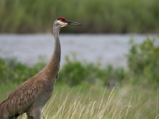 Close Up of the Head and Torso of a Sandhill Crane Facing Right