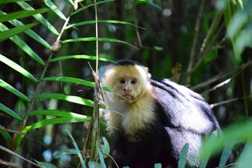 capuchin monkey