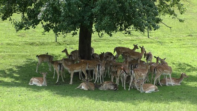 Gruppe Rotwild im Schatten eines Baumes