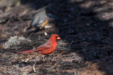 red bird