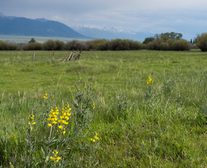 Mountain Goldenbanner Wildflowers with Mountains and Storm Clouds in the Distance