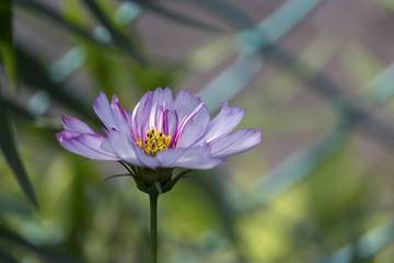 Obraz premium Bridge of Flowers