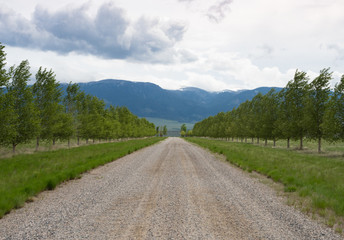 Fototapeta na wymiar Tree Lined Gravel Road leading toward blue mountains with clouds overhead.