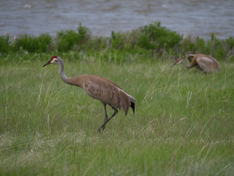 Two Sandhill Cranes in a Meadow Near a River with one standing and the other resting in tall grass.