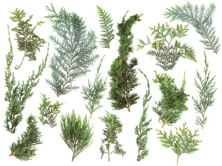 different kinds of fresh green isolated conifer leaves, fir branches on white, can be used as template for decoration, background