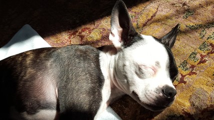 Closeup of a boston terrier puppy sleeping, side view in the sunlight