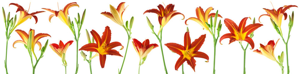 beautiful flowers and plants of day lilies isolated, can be used as background