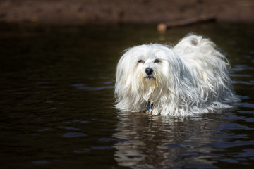 Kleiner Hund im Wasser