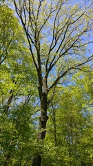 Fototapeta premium Forest of trees