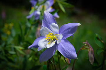 Perfect Colorado blue columbine flower on a mountainside in the Rocky Mountains of Colorado