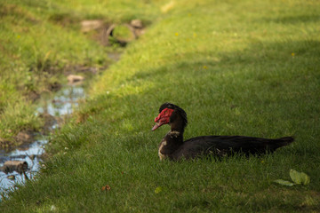 Duck in the grass