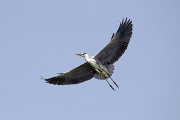 Graureiher (Ardea cinerea) - Grey heron