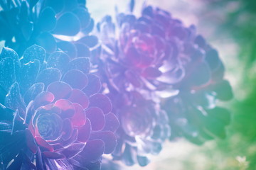 Close up image of an aeonium arboreum succulent plant with a purple blue green overlay.