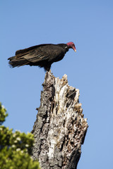 Californian Condor