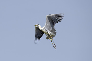 Graureiher (Ardea cinerea) - Grey heron