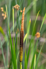 Cattail
