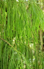 Fototapeta na wymiar Close up image of the distinctive hanging leaves of a New Zealand Rimu Tree Dacrydium cupressinum