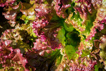 top view of a lush red lettuce