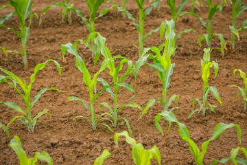A view of a young corn plants on the field.