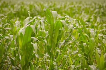 Fototapeta premium A view of a young corn plants on the field.