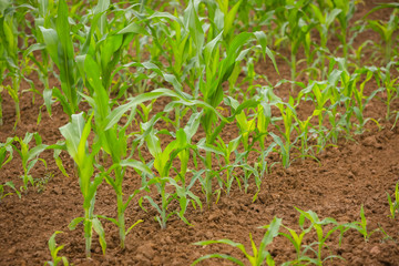 A view of a young corn plants on the field.