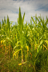 Obraz premium A view of a young corn field.