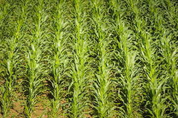 Aerial view of a young corn field.