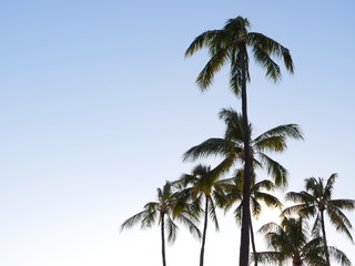 Palm trees on clear blue sky background
