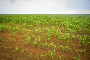 A view of a young corn plants on the field.