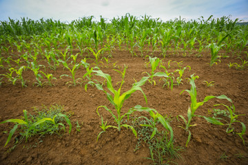 A view of a young corn plants on the field.