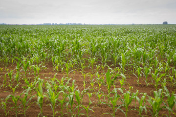 A view of a young corn plants on the field.