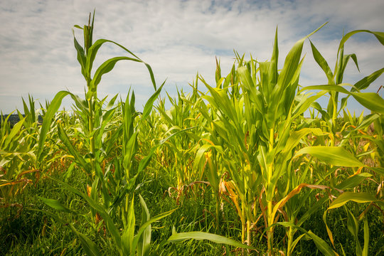 A view of a young corn field.