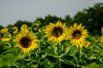 Sunflowers growing on the farm