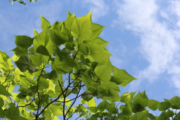 若葉30　fresh green