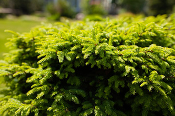 Small fir tree conifer bush close up in the park