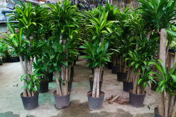  Corns Plants, Dracaena fragrans 'Massangeana'