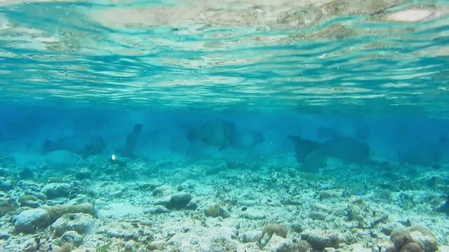 Group of green humphead parrotfish swimming in the shallow lagoon between soft corals with blue clear ocean water eating corals