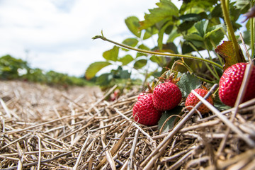 Strawberry Farm Fields