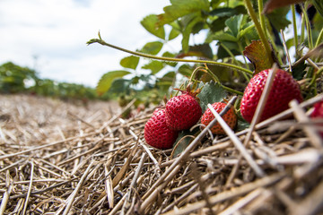 Strawberry Farm Fields