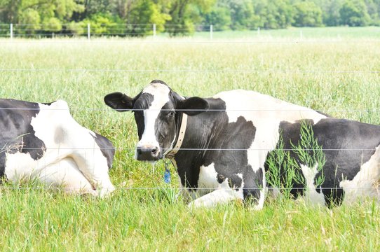 Two Dairy Cows