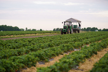 Collecting strawberries on the field tractor transporting