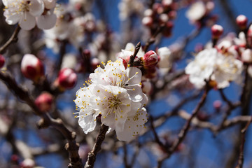 Aprocot buds and flowers