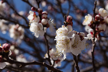 Aprocot buds and flowers