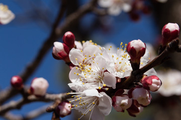 Aprocot buds and flowers