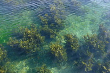 Fototapeta na wymiar underwater green