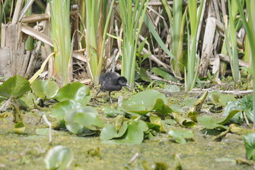 Virginia Rail chick, bird in marsh