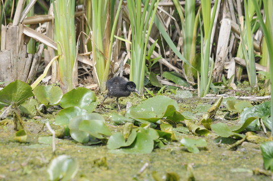 Virginia Rail Chick, Bird In Marsh