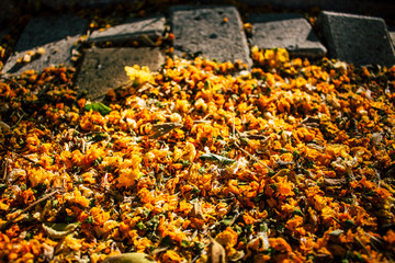 Caragana arborescens. Yellow fallen flowers in the park. Andalusia, Spain.