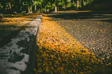 Caragana arborescens. Yellow fallen flowers in the park. Andalusia, Spain.