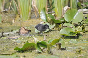 Virginia Rail chick, bird in marsh